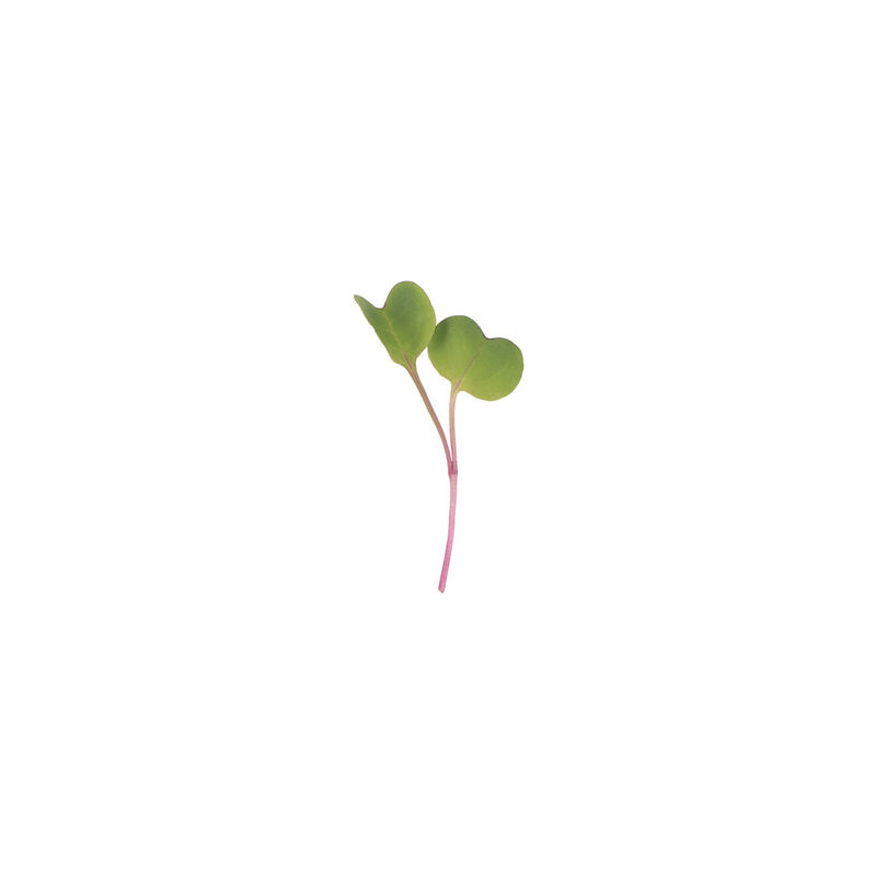 Radish, Purple Stem Microgreen Vegetables