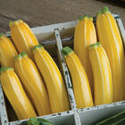 Goldmine Summer Squash