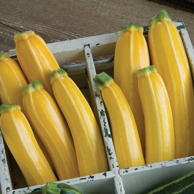 Goldmine Summer Squash