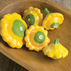 Y-Star Summer Squash
