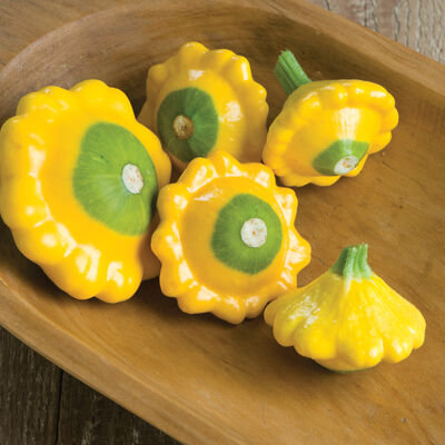 Y-Star Summer Squash