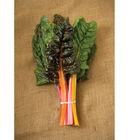 Bright Lights Bright Lights Swiss Chard