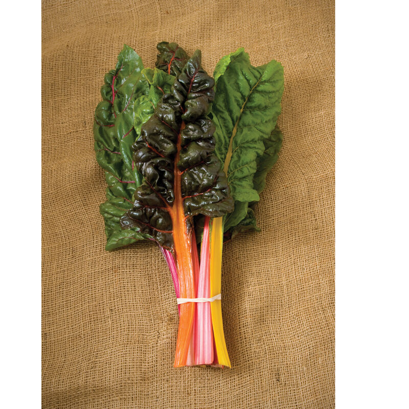 Bright Lights Bright Lights Swiss Chard