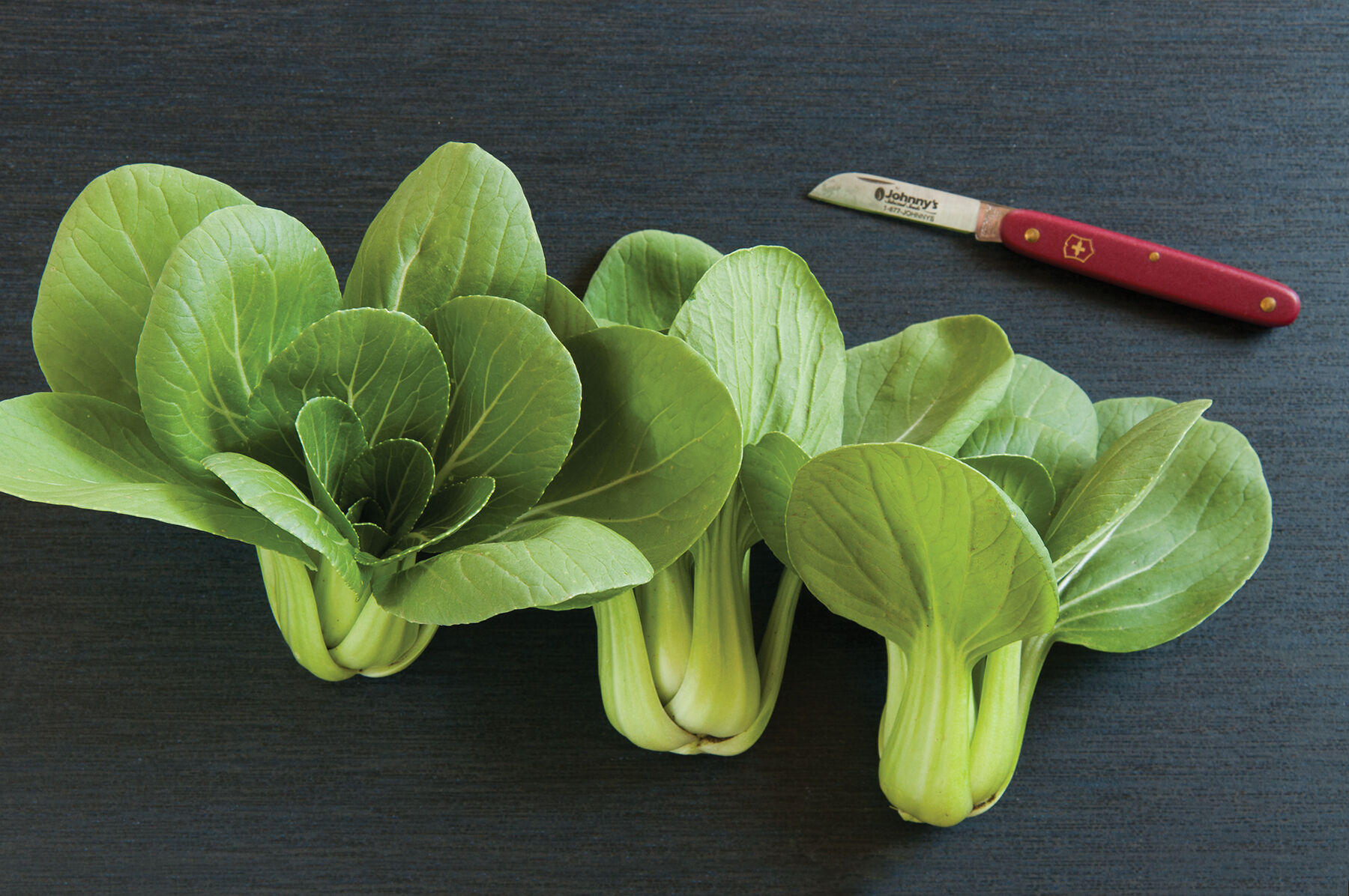Johnny's - MEI Mei Qing Choi - Bok Choy Seeds | Johnny's Selected Seeds