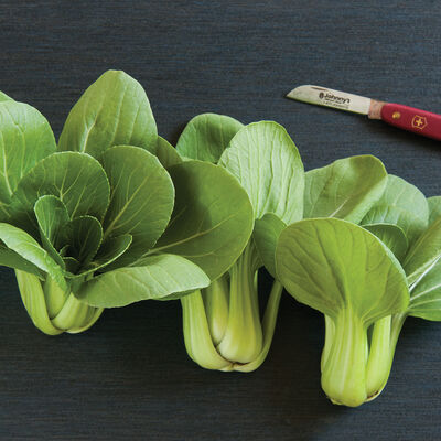 Mei Qing Choi Pac Choi (Bok Choy)