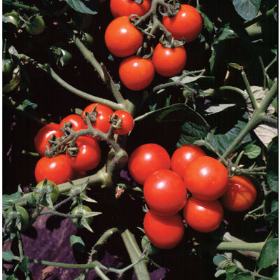 Washington Cherry Cherry Tomatoes