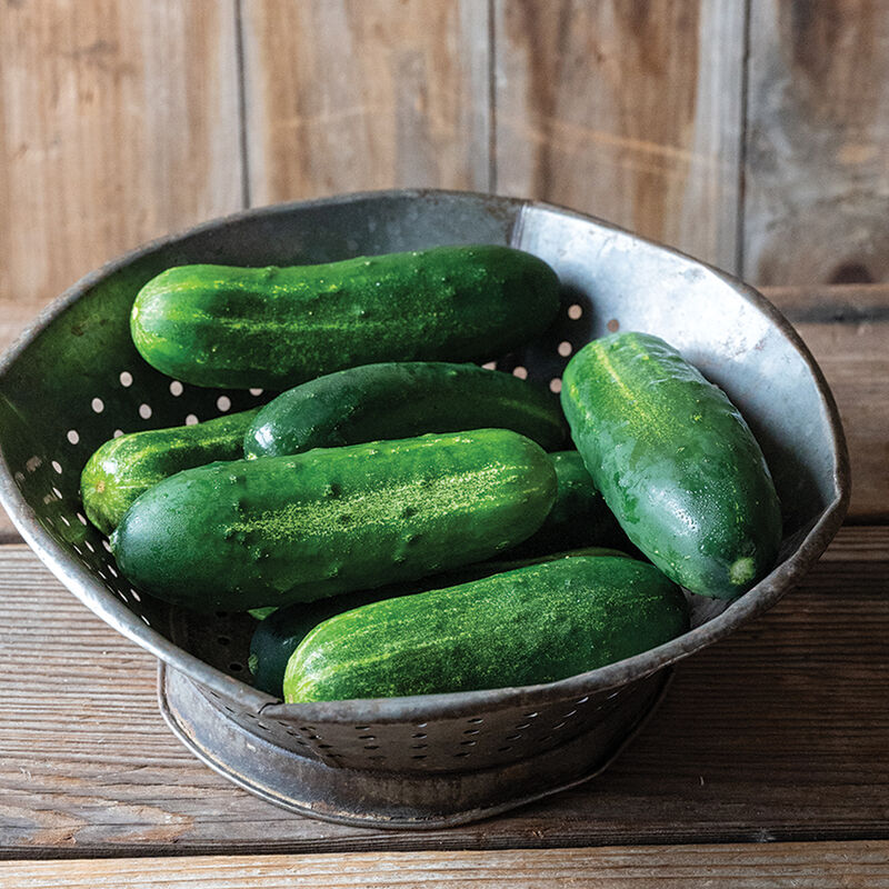 Organic Mini Seedless Cucumbers, 6 each