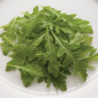 Sylvetta Arugula (Roquette)