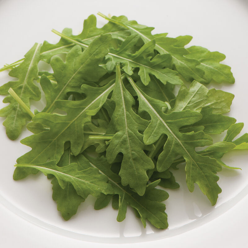 Sylvetta Arugula (Roquette)