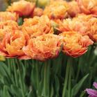 Sensual Touch Tulips