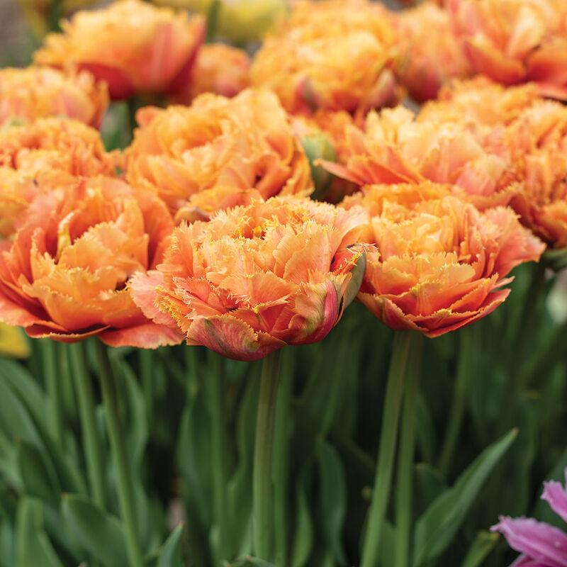 Sensual Touch Tulips