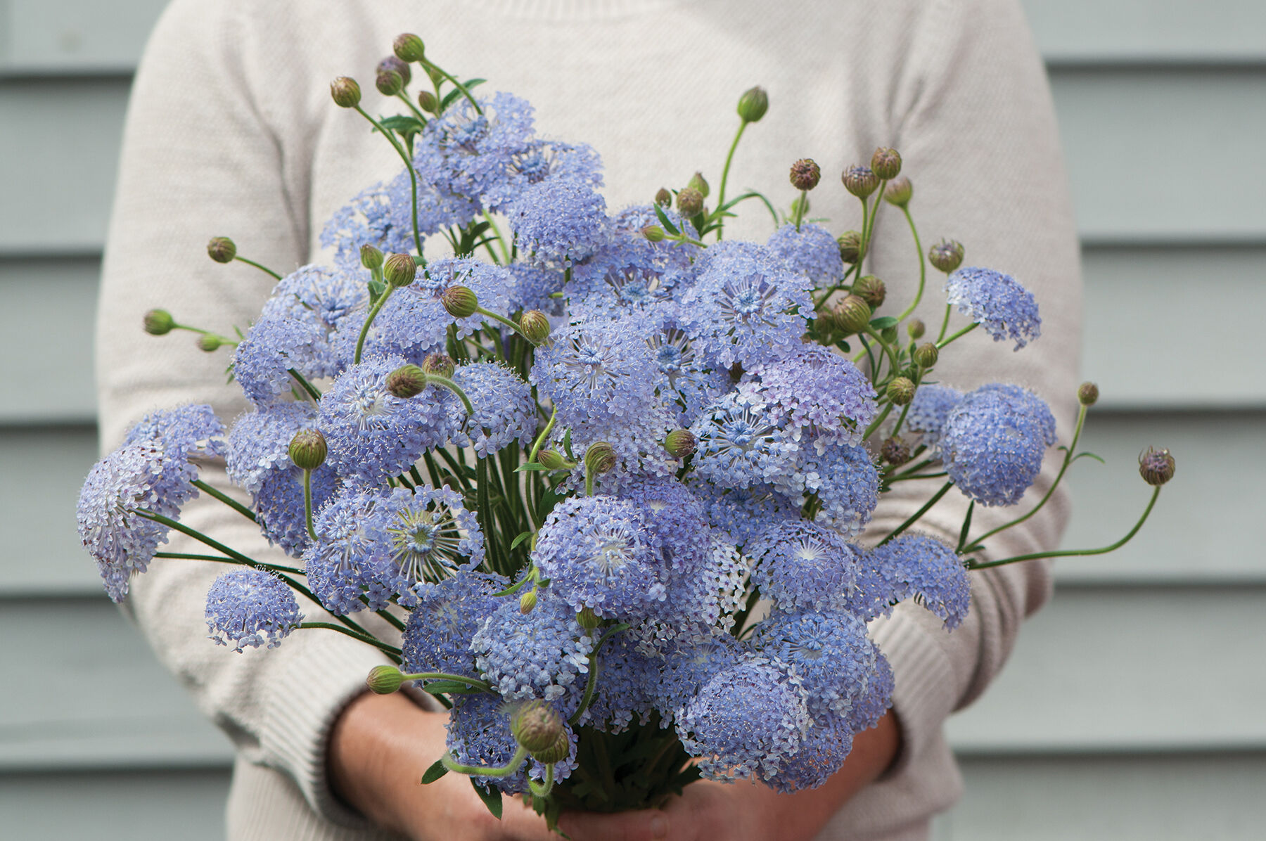 Didiscus flower sale