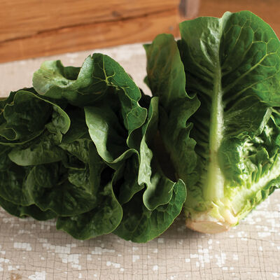 Monte Carlo Romaine Lettuce (Cos)