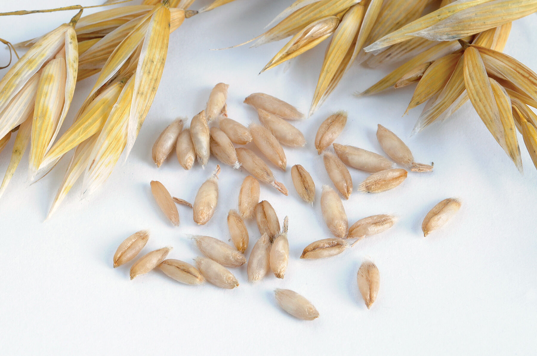 Hulless Oats (Streaker) Oats