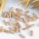 Hulless Oats (Streaker) Hulless Oats (Streaker) Oats