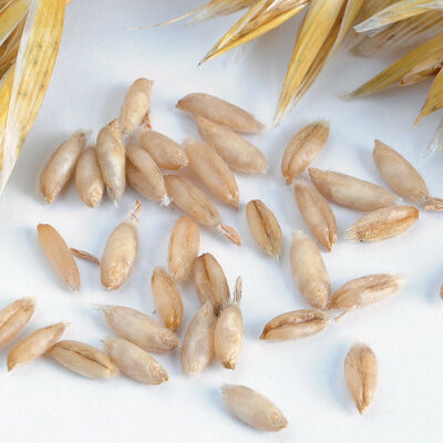 Hulless Oats (Streaker) Hulless Oats (Streaker) Oats