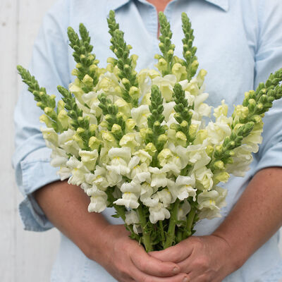 Potomac Ivory Snapdragon