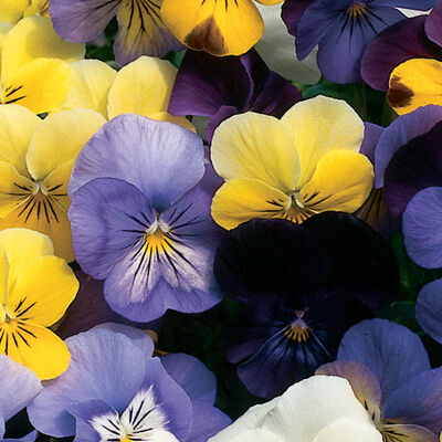Sorbet Formula Mix Sorbet Formula Mix Viola (Pansy)