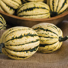 Jester Winter Squash