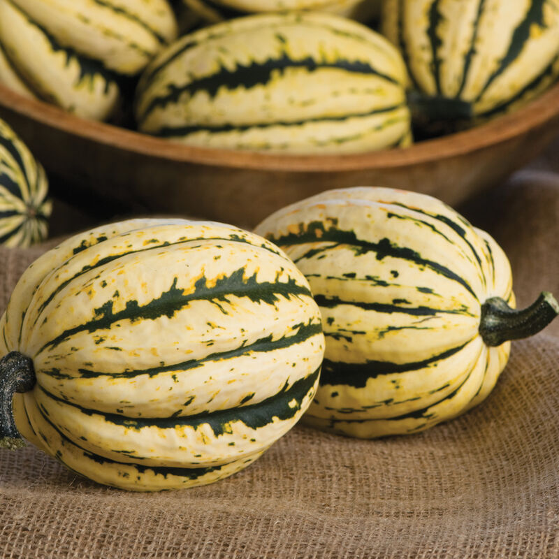 Jester Winter Squash