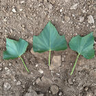 Beauregard Sweet Potatoes