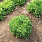 Hampton One-Cut Lettuce