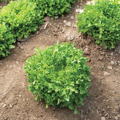 Hampton One-Cut Lettuce