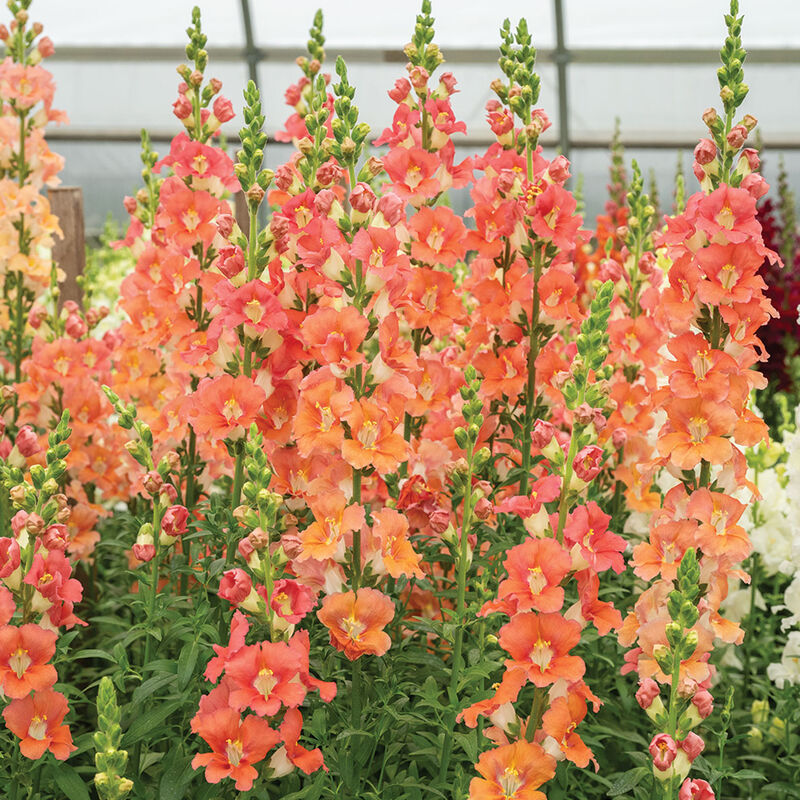 Chantilly&trade; Bronze Snapdragon