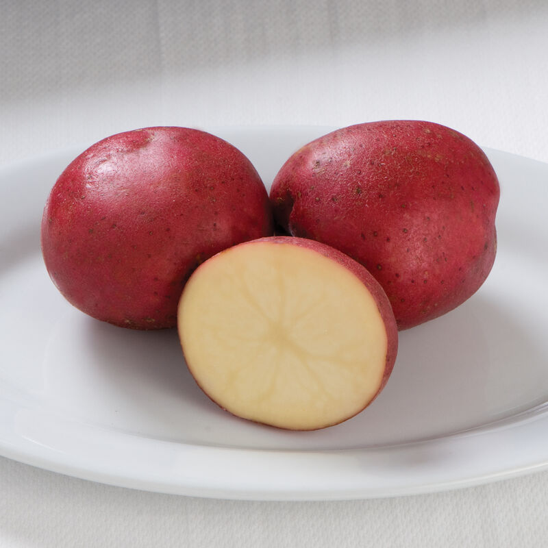 Potato, 'Red Norland' - DeGroot