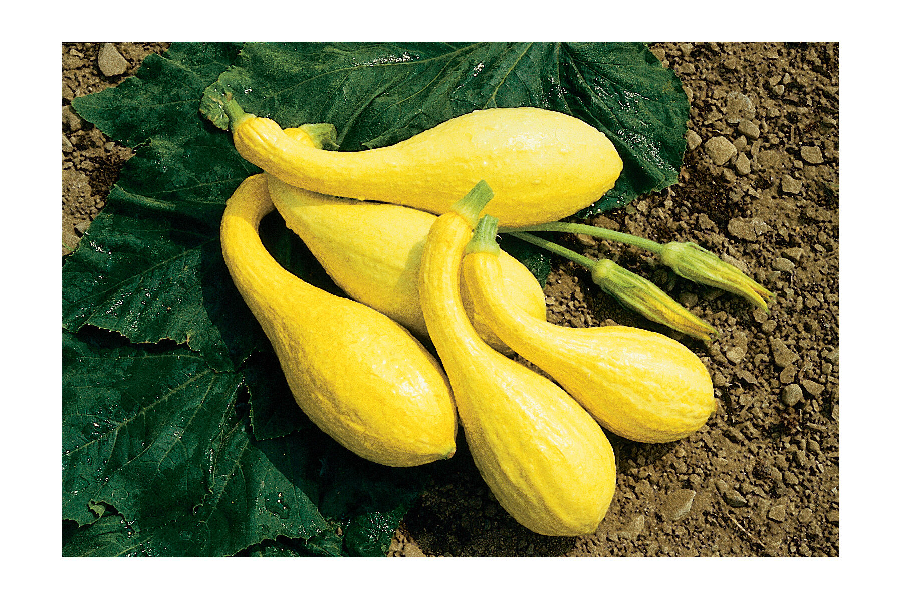 Image of Yellow crookneck squash