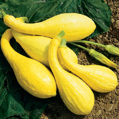 Yellow Crookneck Yellow Crookneck Summer Squash