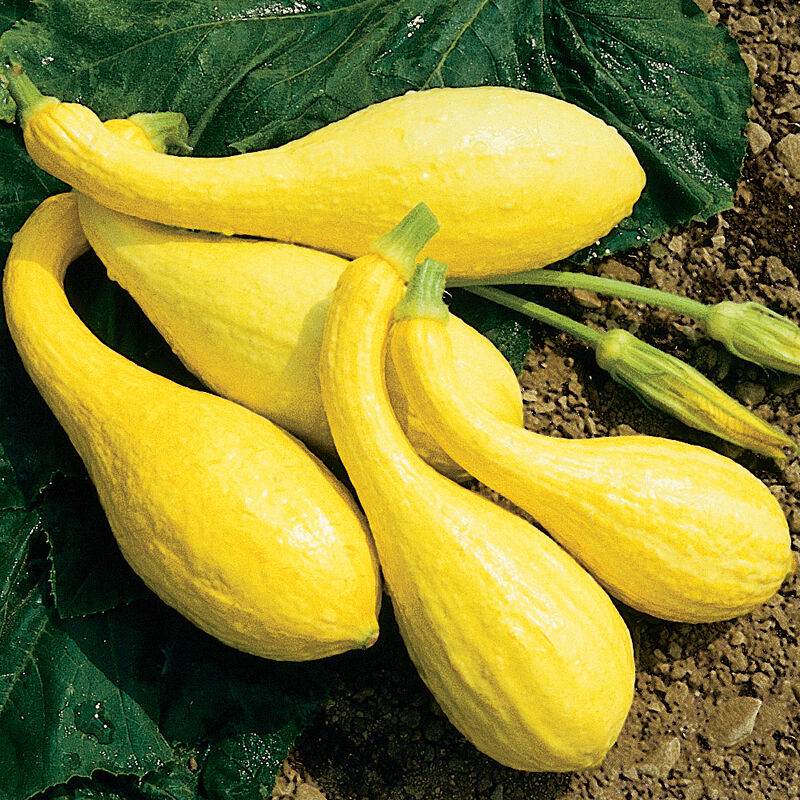 Yellow Crookneck Summer Squash