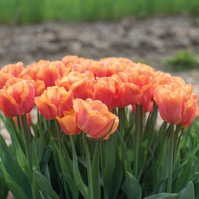 Astronaut Andre Kuipers Tulips