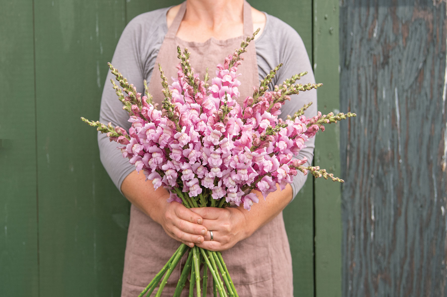 Cannes Lavender II–III - (F1) Snapdragon Seed | Johnny's Selected