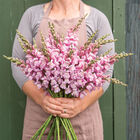 Costa Summer Lavender III Snapdragon