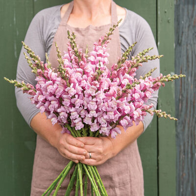 Costa Summer Lavender III Snapdragon