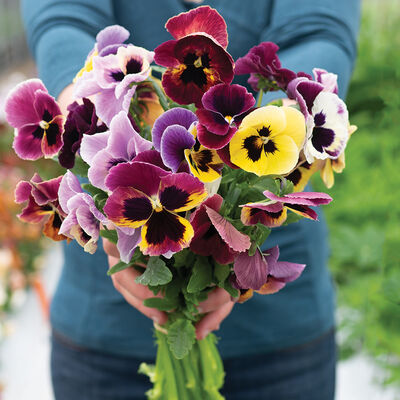 Aalsmeer King Size Mix Viola (Pansy)