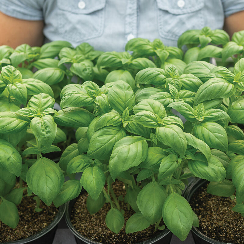 Lihi Prospera® Active DMR Compact Genovese Basil