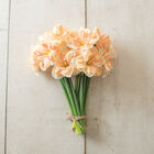 Apricot Whirl Narcissus