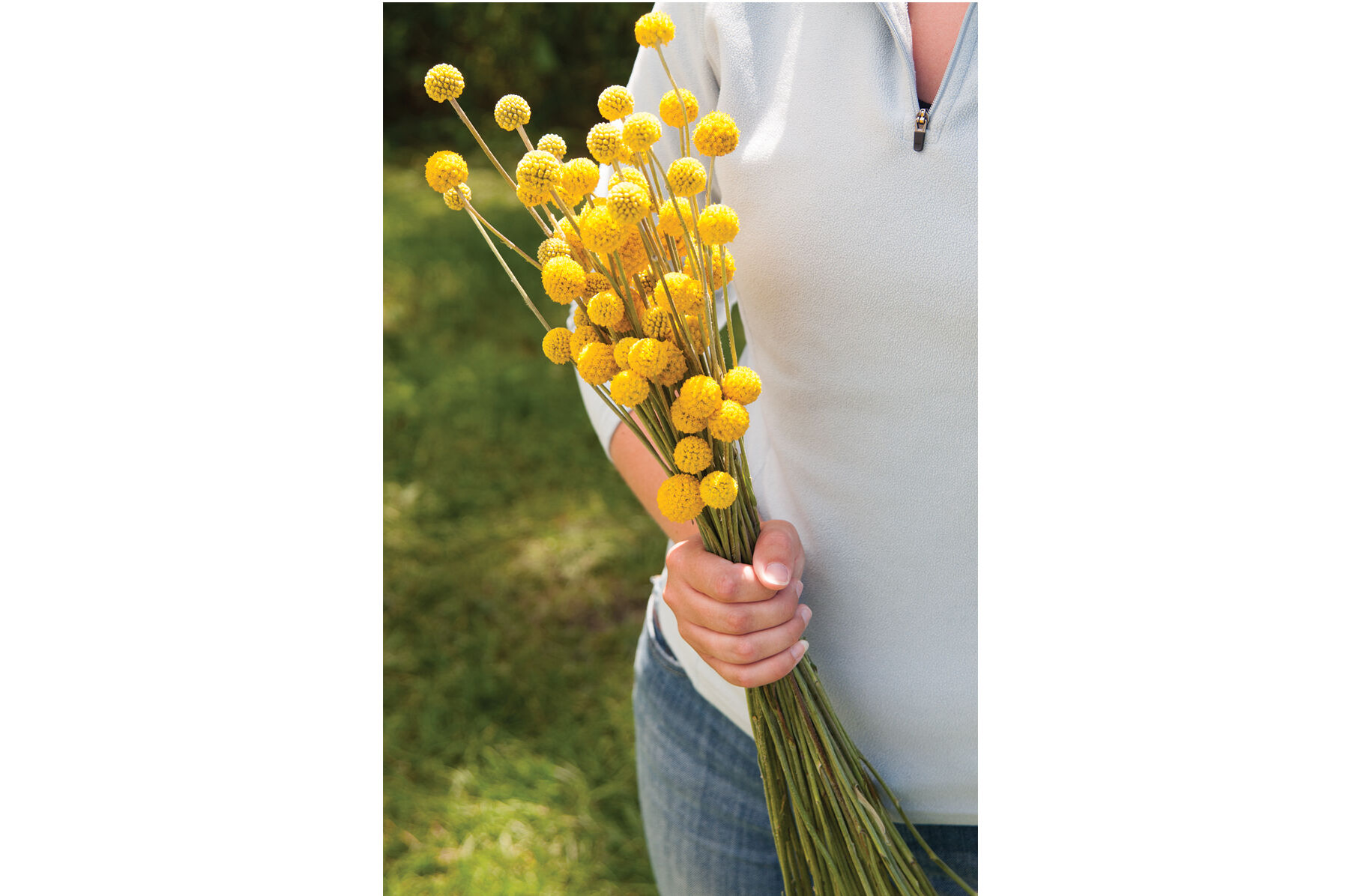 Sun Ball Craspedia (Drumstick Flower)