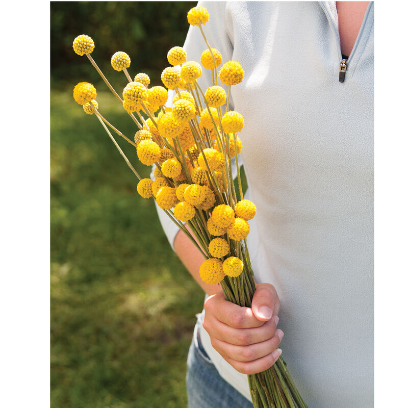 Sun Ball Craspedia (Drumstick Flower)