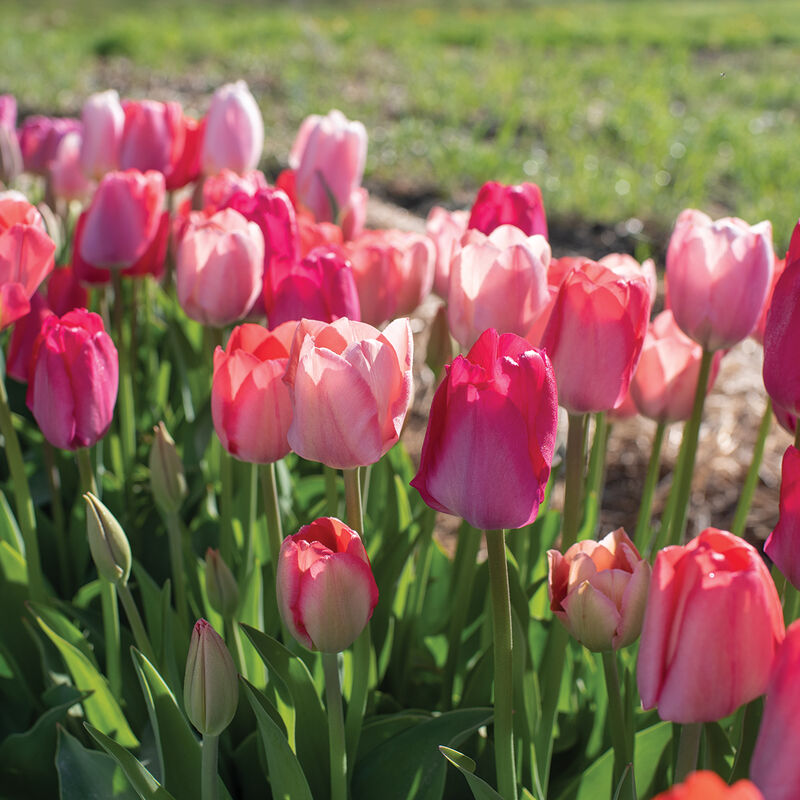 Blush Blend Tulips