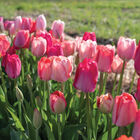 Blush Blend Tulips