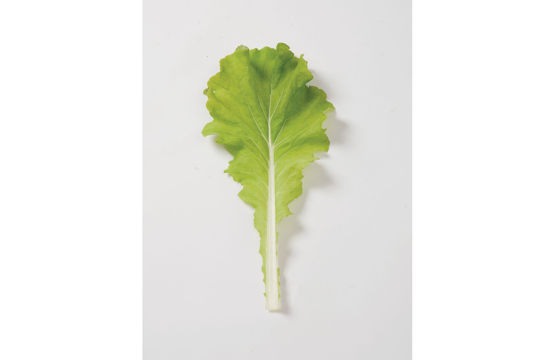 菜花ページ Tokyo Bekana - (F1) Asian Green Seed | Johnny's Selected Seeds