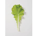 Tokyo Bekana Chinese Cabbage