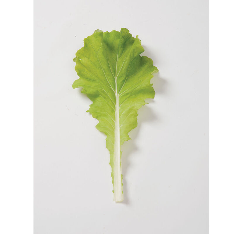 Tokyo Bekana Chinese Cabbage