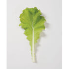 Tokyo Bekana Tokyo Bekana Chinese Cabbage
