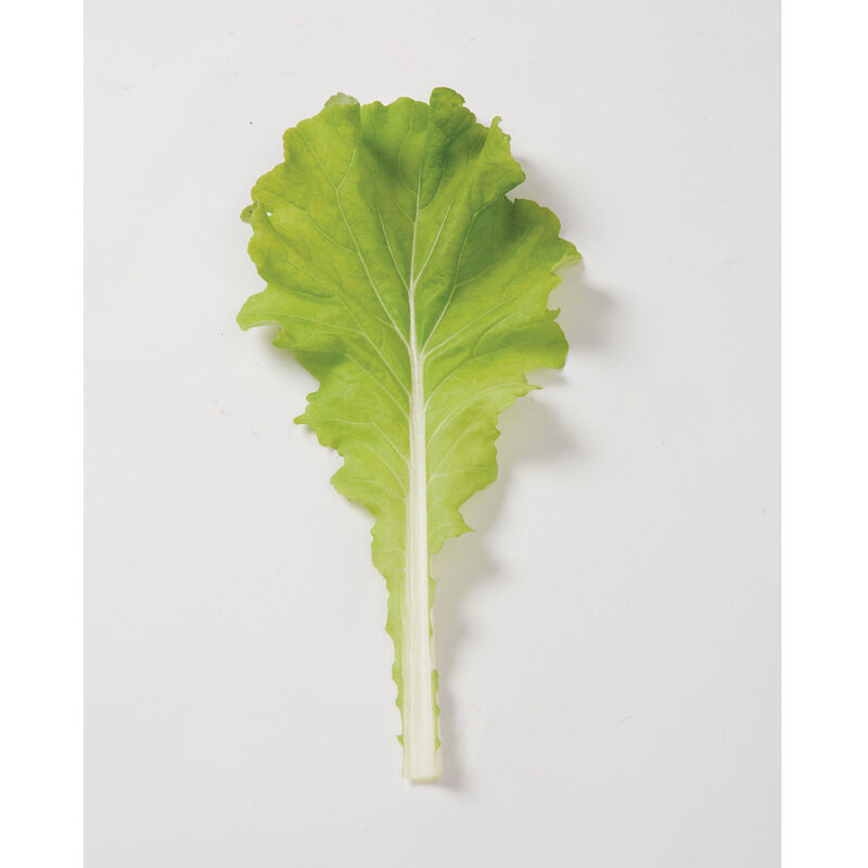 Tokyo Bekana Tokyo Bekana Chinese Cabbage