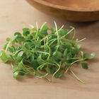 Kale, Bright Green Curly Microgreen Vegetables