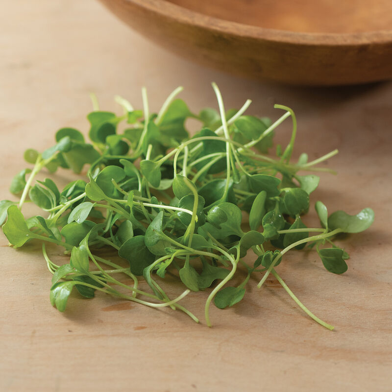 Kale, Bright Green Curly Microgreen Vegetables